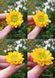 Chrysanthemum daisy. Large flower, 1 on the form