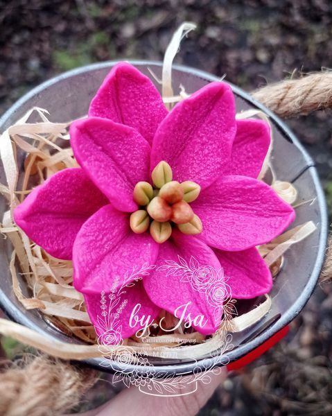 Semi-double lily ROSELILY