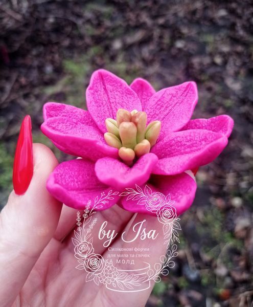 Semi-double lily ROSELILY