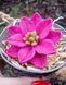 Semi-double lily ROSELILY