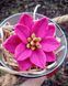 Semi-double lily ROSELILY