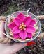 Semi-double lily ROSELILY
