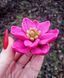 Semi-double lily ROSELILY