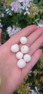 Смородина чорна, ягідки 923 фото