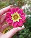 Dahlia Merry Children. The flower is large.