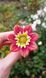 Dahlia Merry Children. The flower is small.