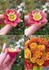 Dahlia Merry Children. The flower is small.