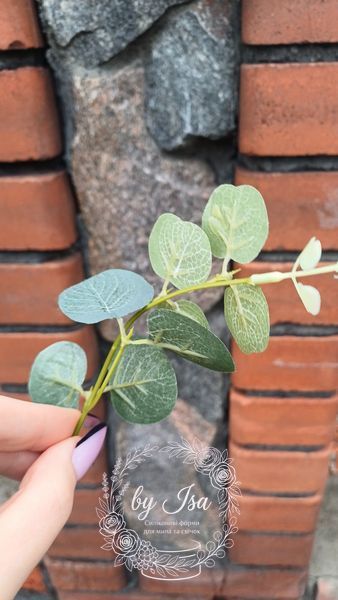 Eucalyptus sprigs. Pack of 5.