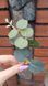 Eucalyptus sprigs. Pack of 5.