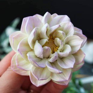 Dahlia Nymphaeum