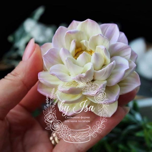 Dahlia Nymphaeum