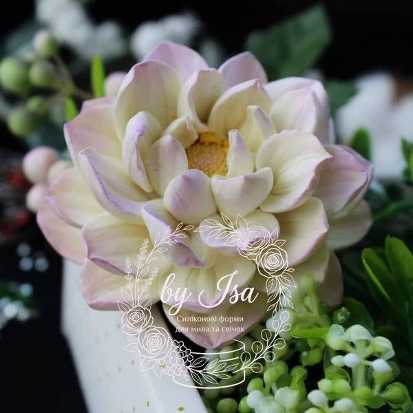 Dahlia Nymphaeum
