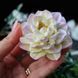 Dahlia Nymphaeum