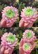 Chrysanthemum Gentle
