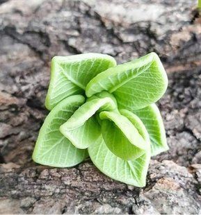 Mint Sprig