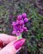 Forget-me-not sprig