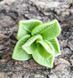 Mint Sprig