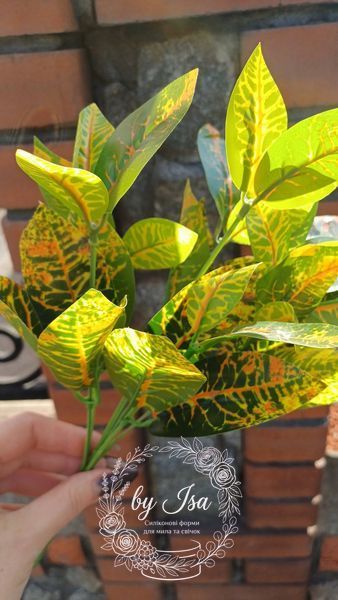 Croton. Height 35cm. Latex leaves