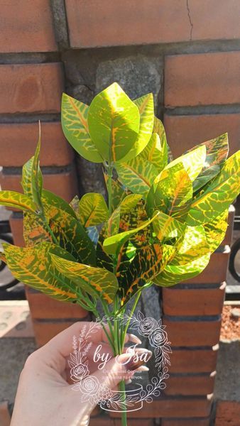 Croton. Height 35cm. Latex leaves