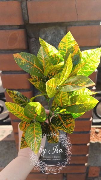 Croton. Height 35cm. Latex leaves