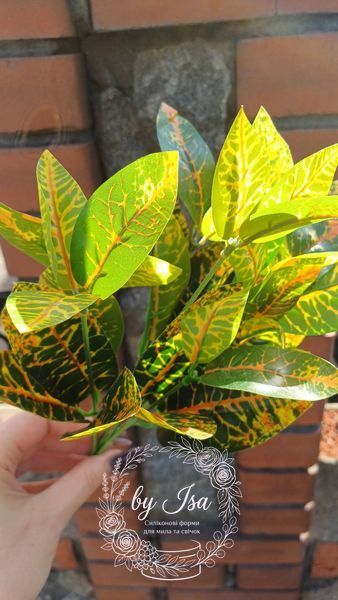 Croton. Height 35cm. Latex leaves
