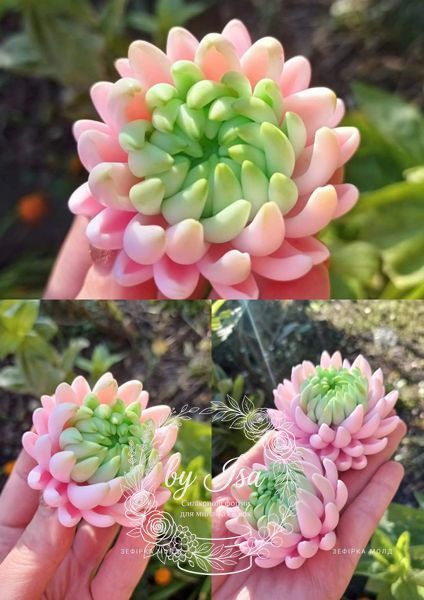 Chrysanthemum Delicate, bud