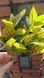 Croton. Height 35cm. Latex leaves