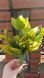Croton. Height 35cm. Latex leaves