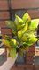Croton. Height 35cm. Latex leaves