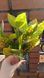 Croton. Height 35cm. Latex leaves