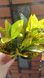 Croton. Height 35cm. Latex leaves