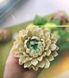 Chrysanthemum Magnum