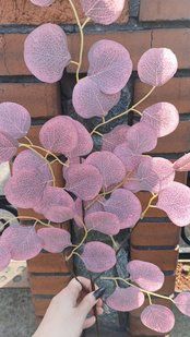 Eucalyptus. Height 65cm., Pink