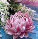 Chrysanthemum Pompon Pink